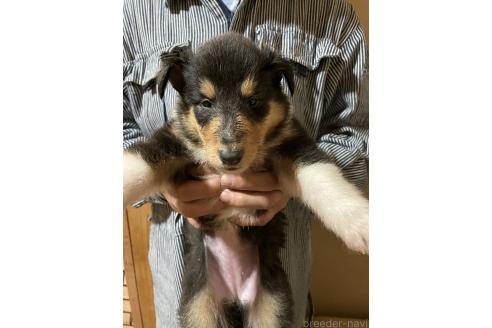 販売中の福島県のラフコリー-391136の2枚目